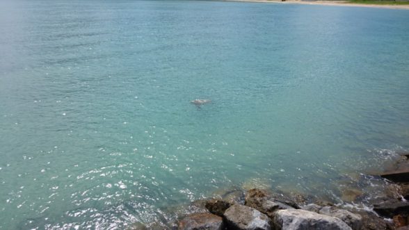 バドミントン一人旅【4作目】in沖縄本島＆渡名喜島～観光編～